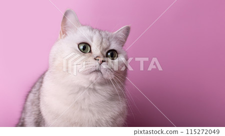 Close up of adorable white cat isolated on pink background, looking away 115272049