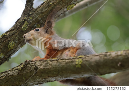 A wild forest squirrel sits on a tree. Urban wildlife. A wild forest squirrel sits on a tree. Urban wildlife. 115272162