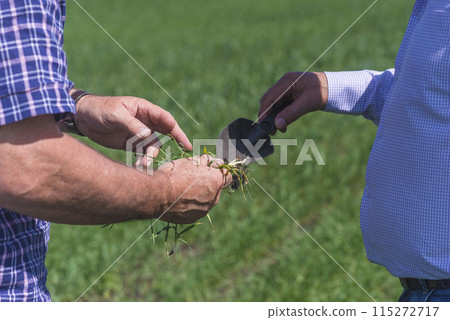 Agronomists study roots of plant in agrucultural field; close up 115272717