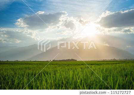 Rice field and sky background at sunset time Avenue in Chishang, Taitung, Taiwan 115272727