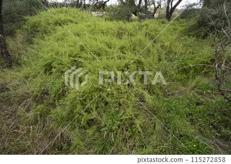 Calden forest landscape, Geoffraea decorticans plants, La Pampa province, Patagonia, Argentina. Calden forest landscape, Geoffraea decorticans plants, La Pampa province, Patagonia, Argentina. 115272858