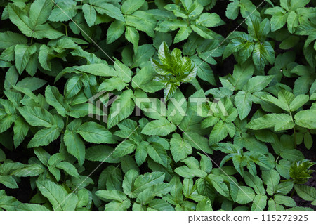 Green leaves, abstract natural background photo, top view Green leaves, abstract natural background photo, top view 115272925