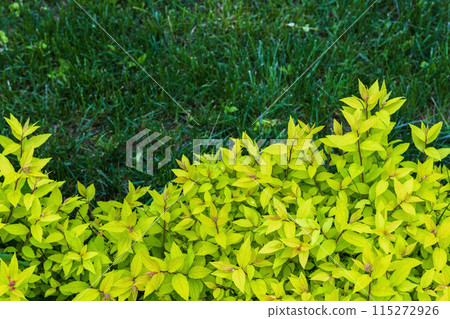 Fresh green leaves of Spiraea japonica over dark green grass Fresh green leaves of Spiraea japonica over dark green grass 115272926