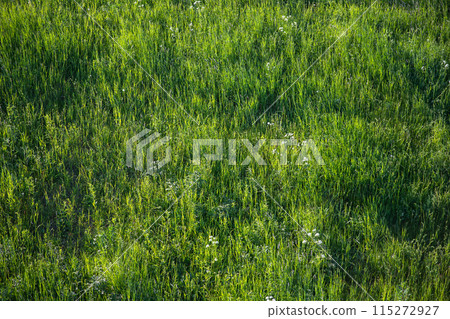Natural background photo with green grass and herbs Natural background photo with green grass and herbs 115272927