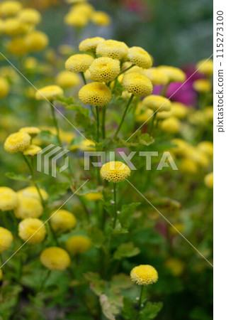艾菊的黃色花朵,被稱為草本植物。日本名字是艾蒿。 艾菊的黃色花朵,被稱為草本植物。日本名字是艾蒿。 115273100