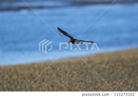 American oystercatcher, Haematopus palliatus,  in flight, flying in a Patagonian beach environment, Patagonia, Argentina. 115273102