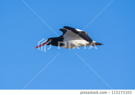 American oystercatcher, Haematopus palliatus,  in flight, flying in a Patagonian beach environment, Patagonia, Argentina. 115273103
