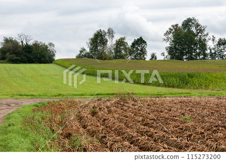 Agriculture fields at  the Flemish countryside around Opwijk, Flemish Brabant, Belgium 115273200