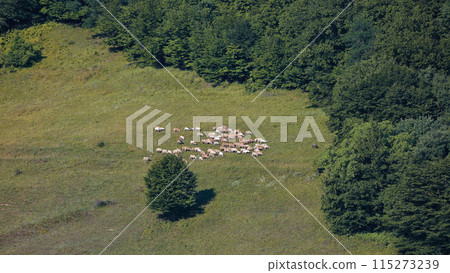 Amazing summer landscape nier Biertan in Romania. Amazing summer landscape nier Biertan in Romania. 115273239