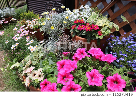 Summer flower arrangements and pots Summer flower arrangements and pots 115273419