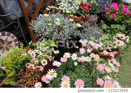 Group planting and potting of flowers in the backyard Group planting and potting of flowers in the backyard 115273420