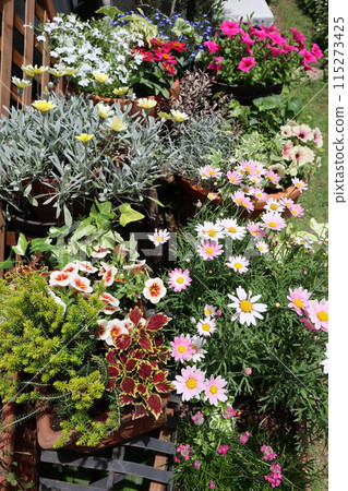 Spring and summer flower arrangements and pots 115273425