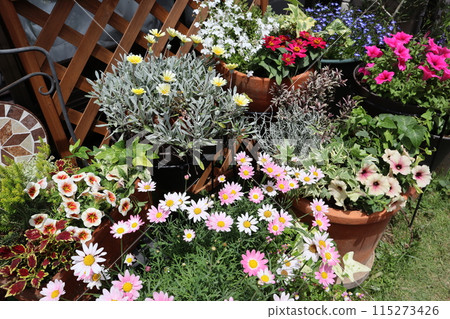 Colorful flowers and pots Colorful flowers and pots 115273426