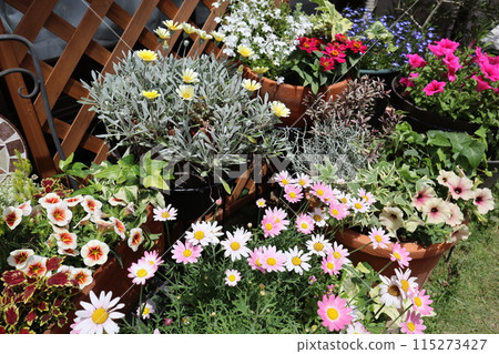 Spring and summer flower arrangements and pots Spring and summer flower arrangements and pots 115273427