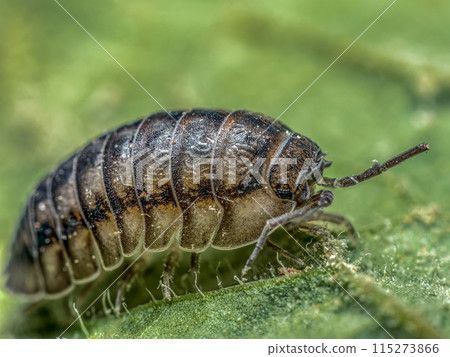 Nosy Pill Woodlouse on green leaf 115273866