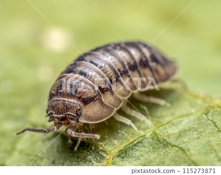 Nosy Pill Woodlouse on green leaf 115273871
