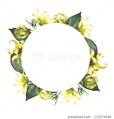 Aroma-flowers. Round frame with ylang-ylang, tropical fragrant flowers. Handmade watercolor illustration. For packaging and labels. For posters, flyers, greeting cards and invitations. 115274086