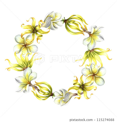 Aroma-flowers. Round frame with plumeria and ylang-ylang, tropical fragrant flowers. Handmade watercolor illustration. For packaging and labels. For posters, flyers, greeting cards and invitations. 115274088