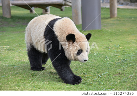 梅濱散步 115274386