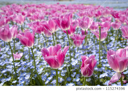 Tulip Nemophila 115274396