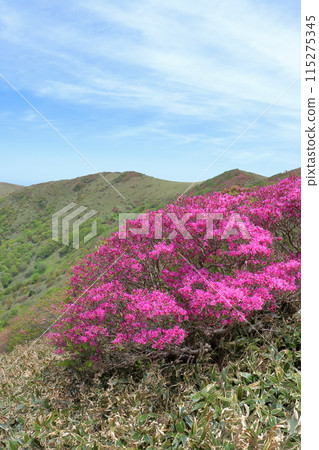 Tsurugi Mitsuba Azalea colors the bamboo grass (Okawamine, Shikoku Karst, Ehime Prefecture) 115275345