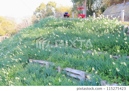 Narcissus flowers in full bloom Narcissus flowers in full bloom 115275423