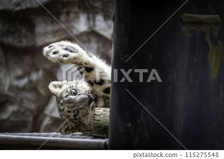 Snow leopard cub lying down Snow leopard cub lying down 115275548