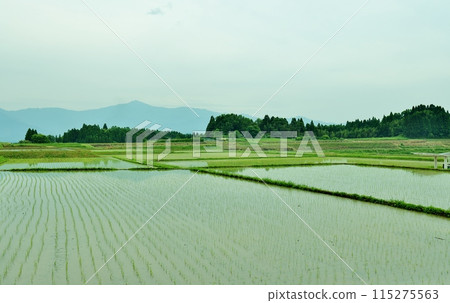 Rice paddy after rice planting 115275563