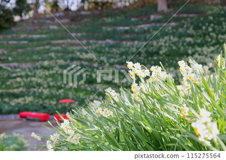 Narcissus flowers in full bloom 115275564