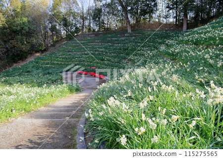 Narcissus flowers in full bloom 115275565