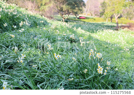 Narcissus flowers in full bloom Narcissus flowers in full bloom 115275568