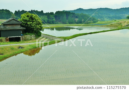 水稻種植後的稻田 水稻種植後的稻田 115275570