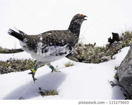雄性松雞唱歌 雄性松雞唱歌 115275603