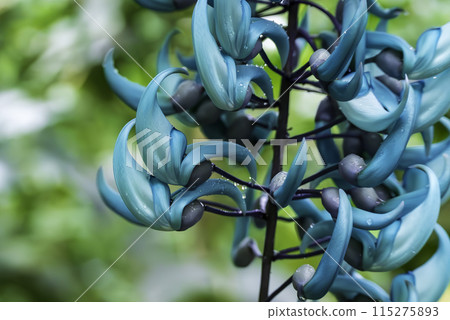 Beautiful blue jade vine 115275893
