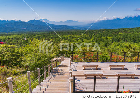 （山梨縣）杜鵑花盛開的清里美麗森林，從展望台遠眺富士山 115275975