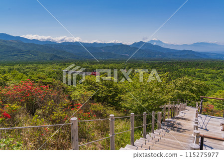（山梨縣）杜鵑花盛開的清里美麗森林，從展望台遠眺富士山 115275977
