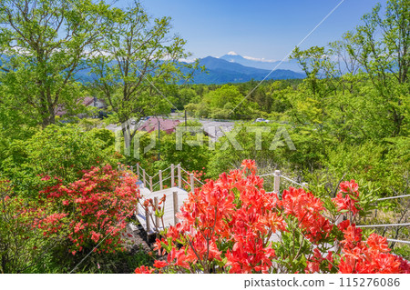 （山梨縣）展望台，可以看到富士山和美麗的清里森林，鮮豔的杜鵑花盛開 115276086