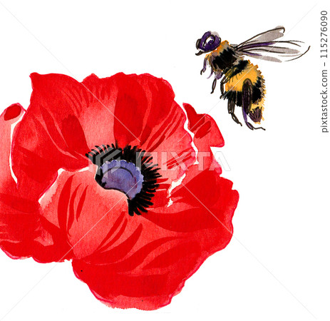 Red poppy flower and flying bee. Hand drawn ink and watercolor drawing 115276090