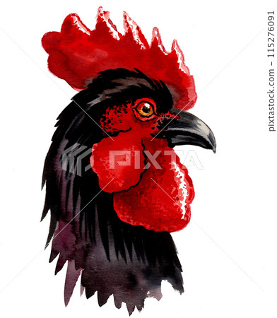 Black rooster head. Ink and watercolor drawing Black rooster head. Ink and watercolor drawing 115276091