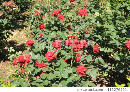 我繞著大倉運動場走了一圈。 我繞著大倉運動場走了一圈。 115276331