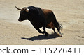 bull in spain running in the bullring arena 115276411