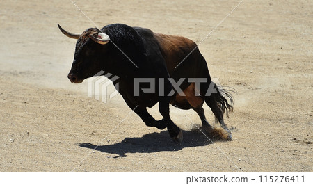 bull in spain running in the bullring arena 115276411