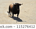 bull in spain running in the bullring arena 115276412