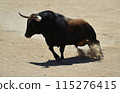 bull in spain running in the bullring arena 115276415