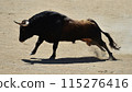 bull in spain running in the bullring arena 115276416