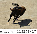 bull in spain running in the bullring arena 115276417