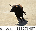 fighting bull in spain 115276467