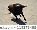 fighting bull in spain 115276468