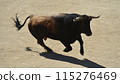 fighting bull in spain 115276469