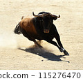 fighting bull in spain 115276470